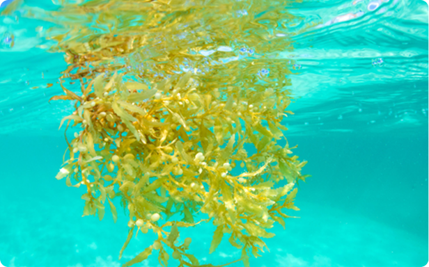 UNLOCK YOUR SKIN’S GLOW: HOW SEA MOSS SUPPORTS SKIN HEALTH